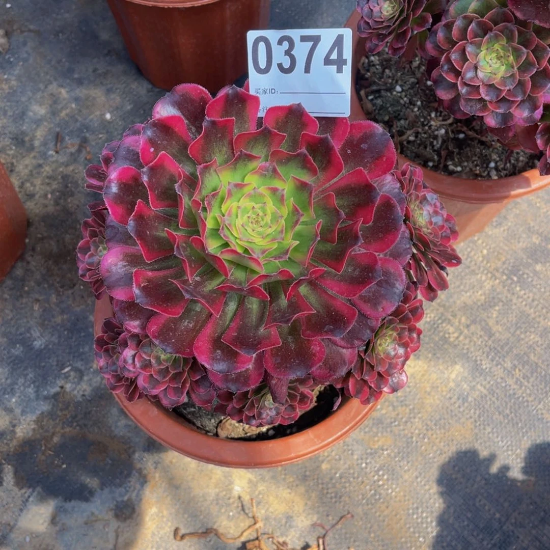 无花朵V****?五天级0374