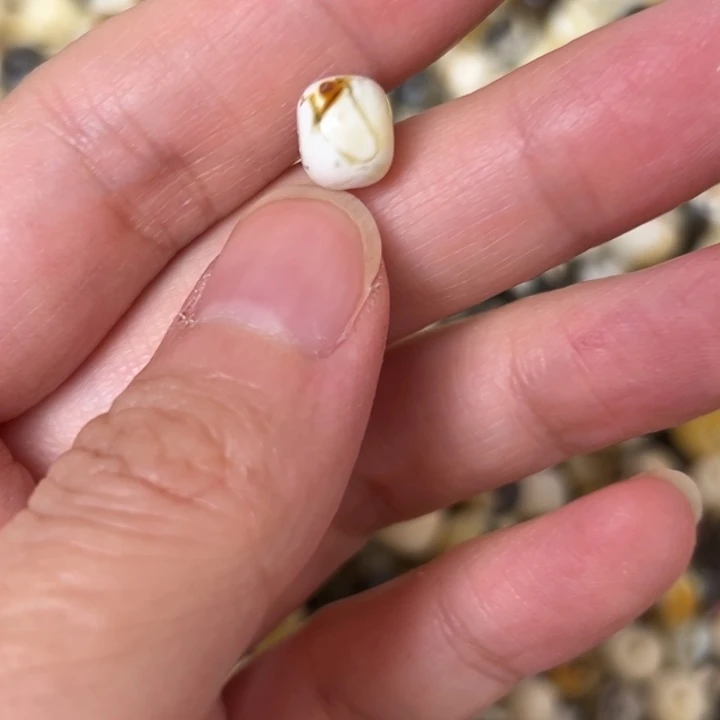 蜜蜡未镶嵌裸石8.4mm一个