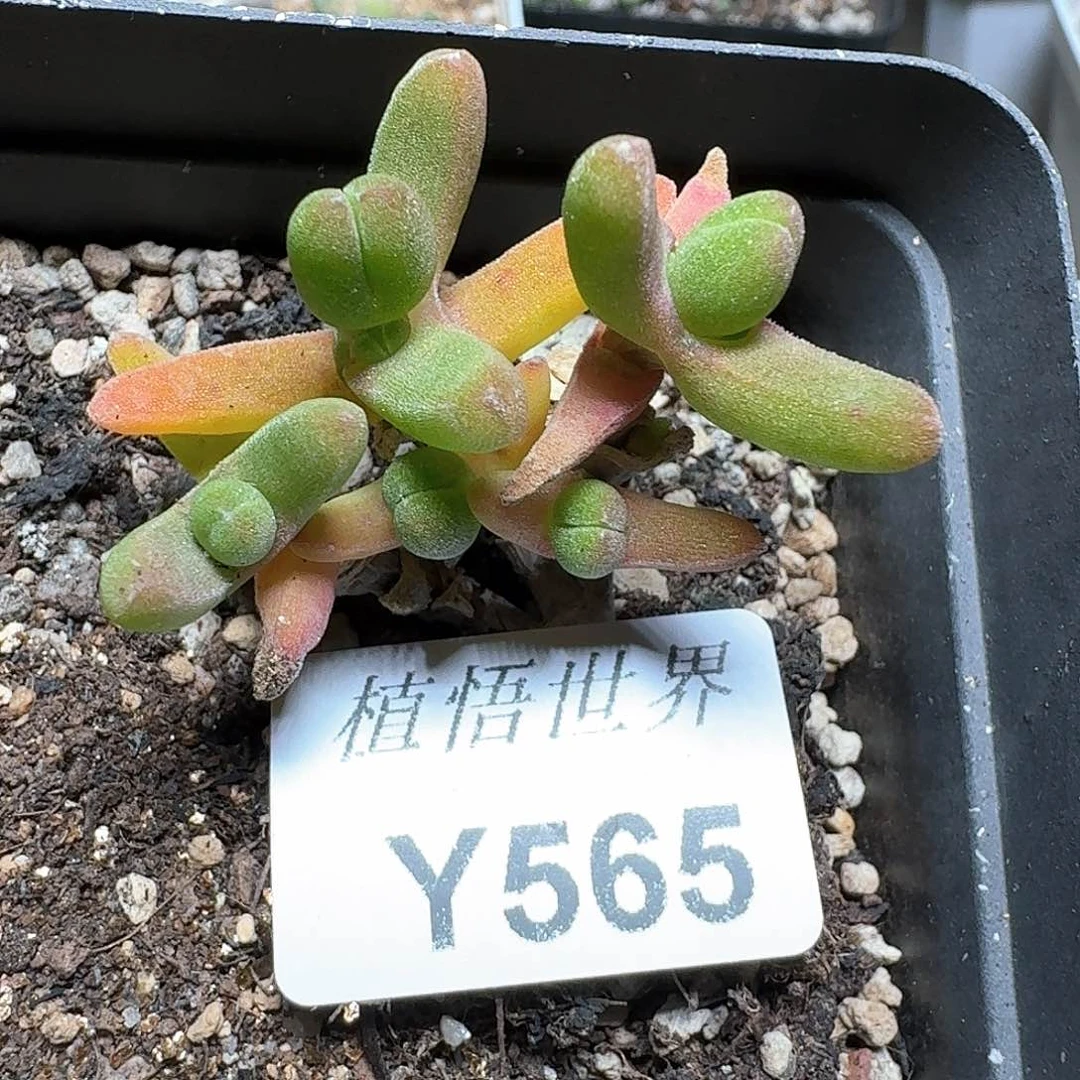 565号多肉植物哇完成