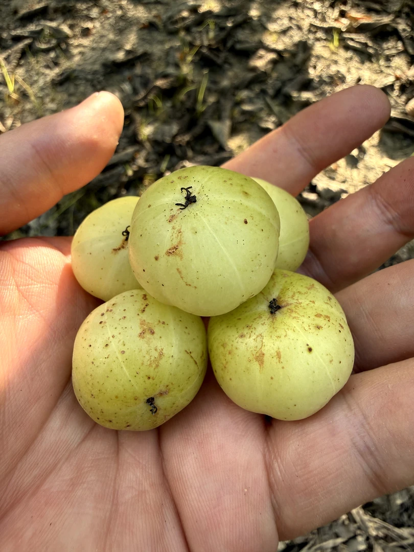 潮汕特产新鲜采摘崩坎油甘果余甘子可生吃榨汁的水果零食