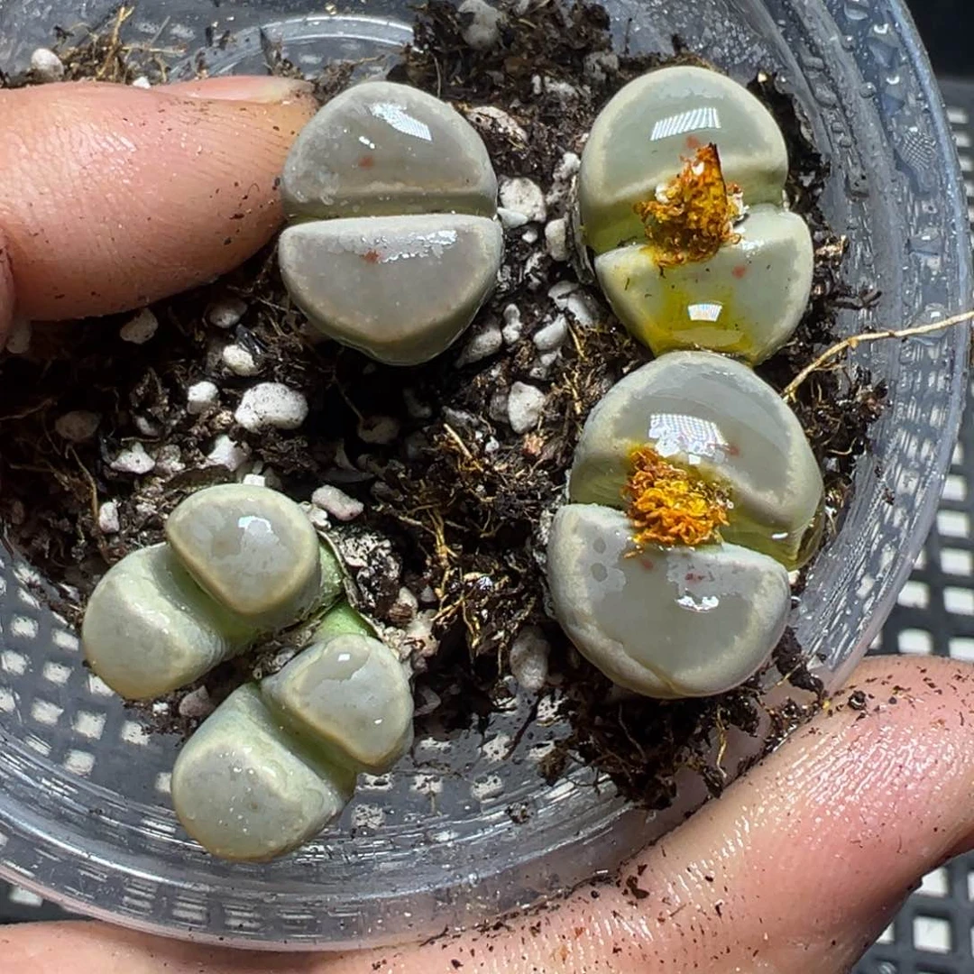 【闪购商品】 814。