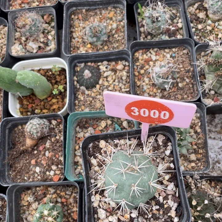 丁***头明暗城一棵3000-0000