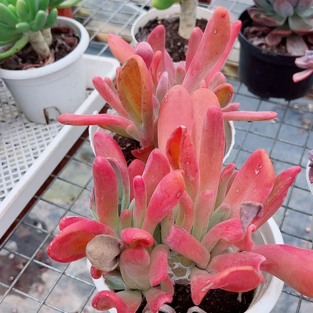 火狐狸多头群生老桩特价二盆