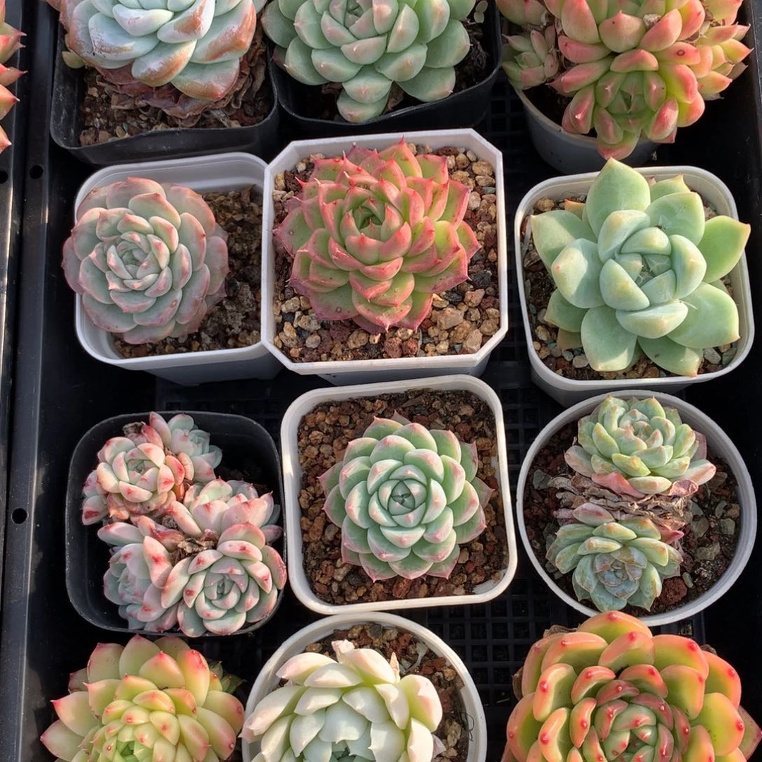 1028-45 套餐一组