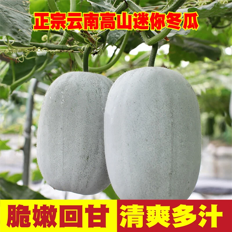 云南迷你小冬瓜现摘新鲜当季蔬菜水果香冬瓜高山糯面自然生态农家