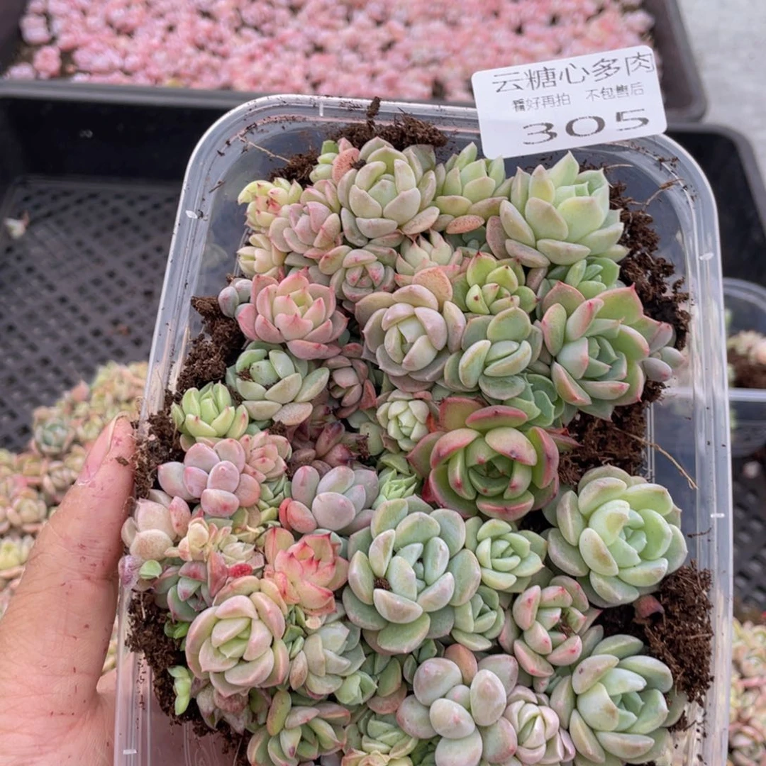 云糖心多肉植物305