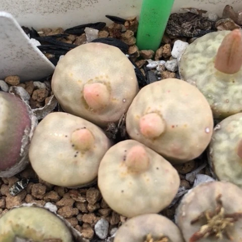 多肉肉锥 4头烧卖