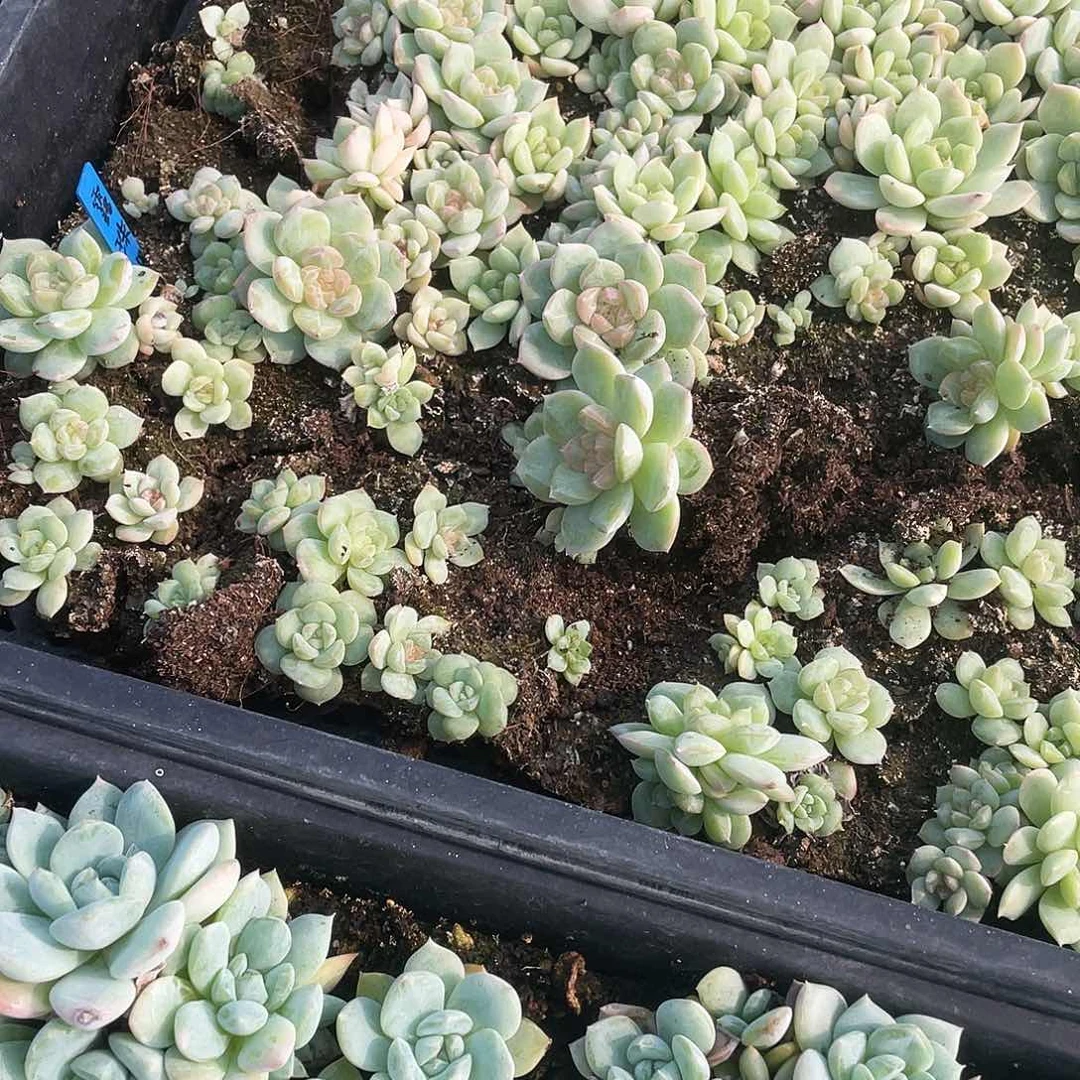 露珠穴一个满25包邮