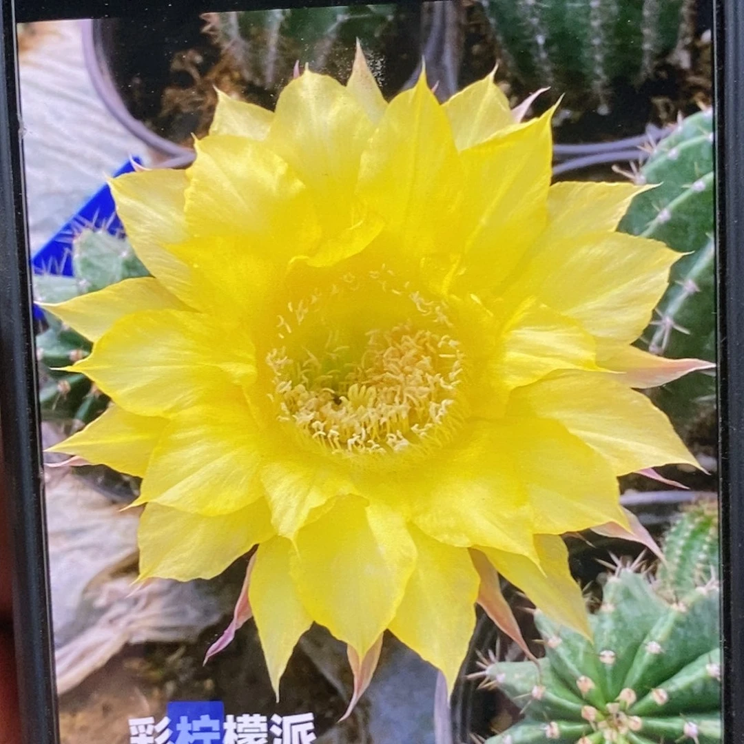 彩柠檬派侧芽6公分左右