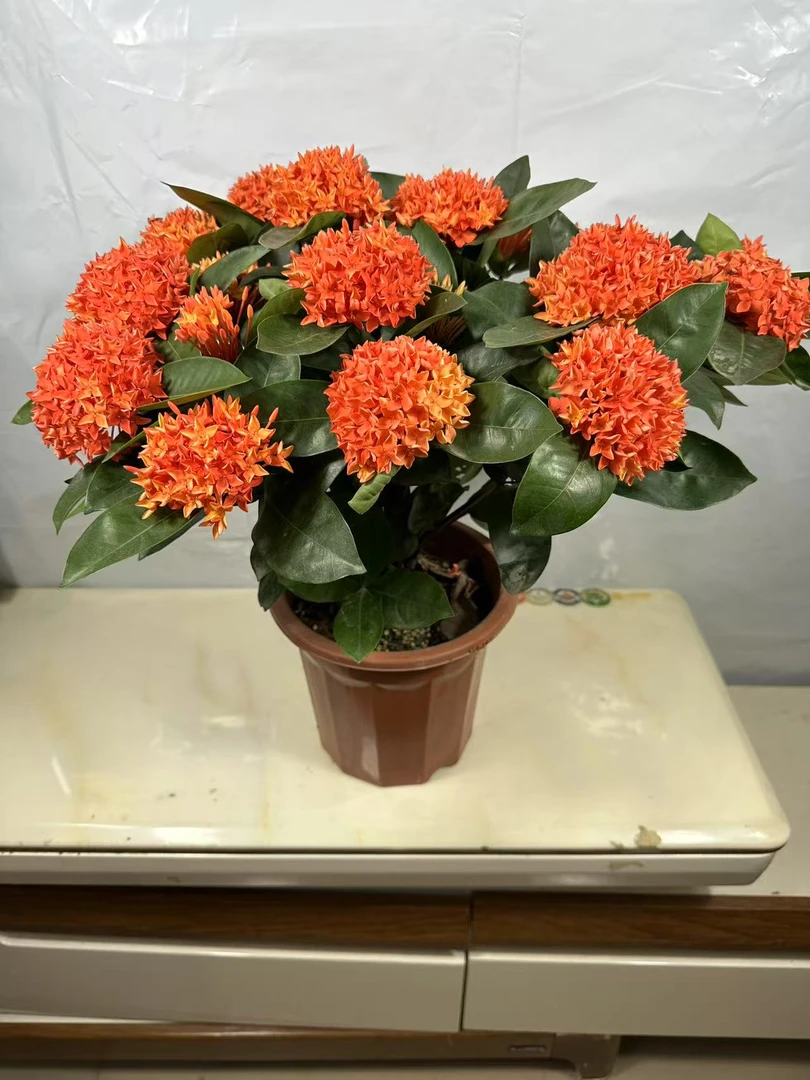 橙红色龙船花盆栽大红绣球花庭院四季开花盆栽阳台室外带花苞
