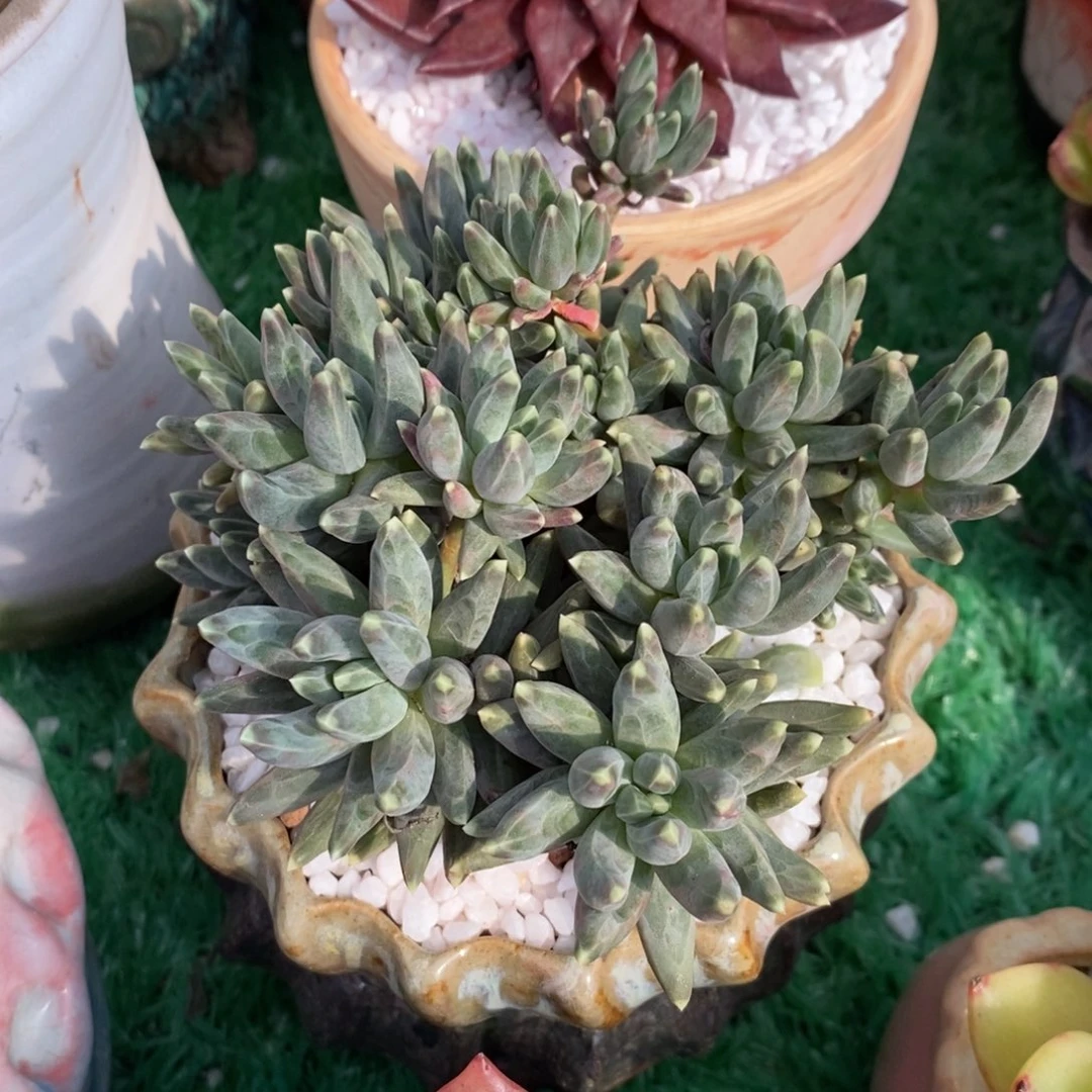 乌拉克拉多肉植物盆栽