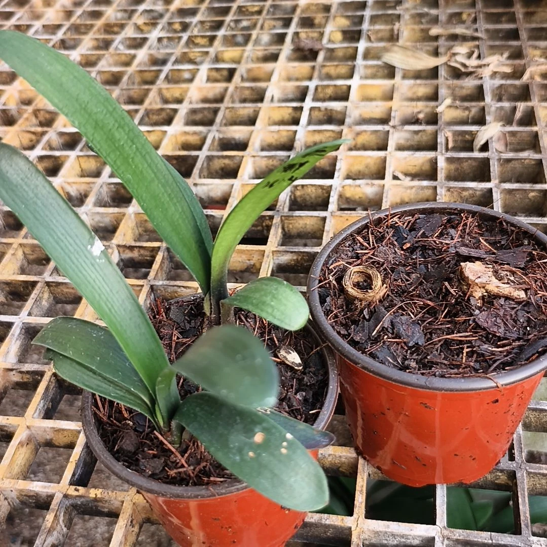 最***人当前无花栽培后可以开花盲盒小苗两棵，两撅子