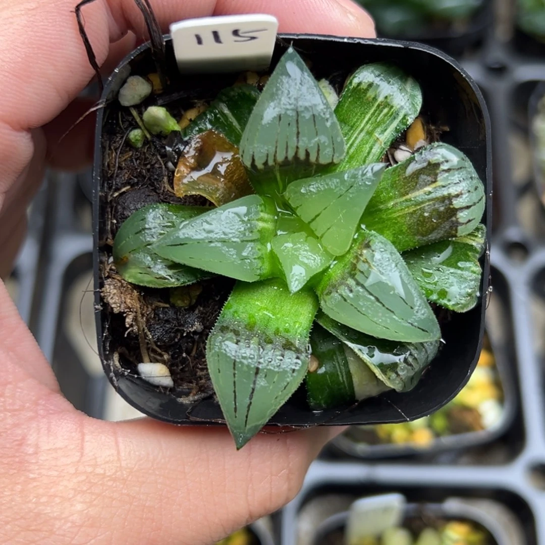 115红纹寿锦一物一拍