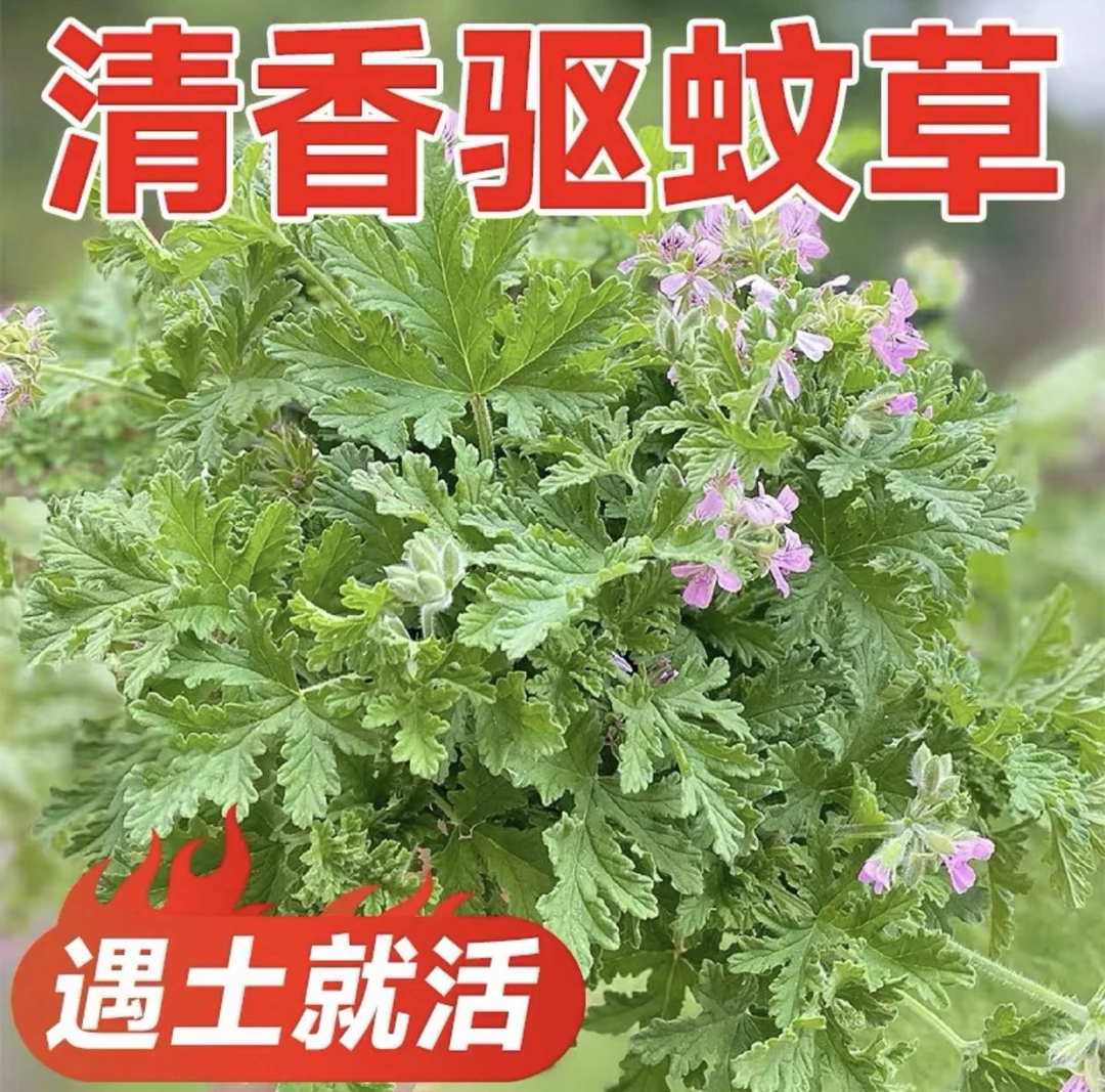 驱蚊草盆栽卧室室内驱蚊植物夏季防蚊子效果好大盆避蚊草绿植花卉