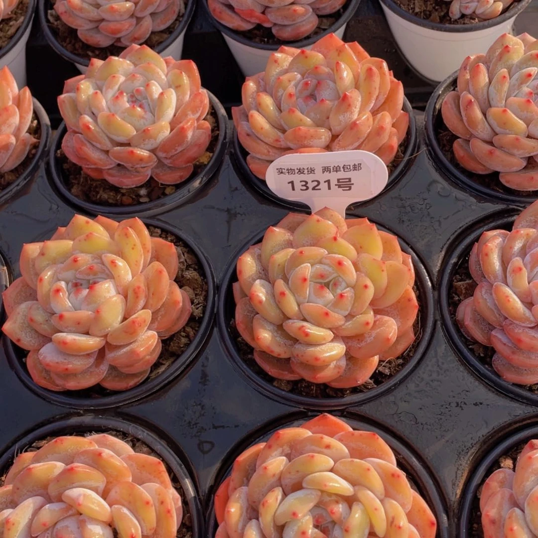 1321号 大单头仙女橙两个