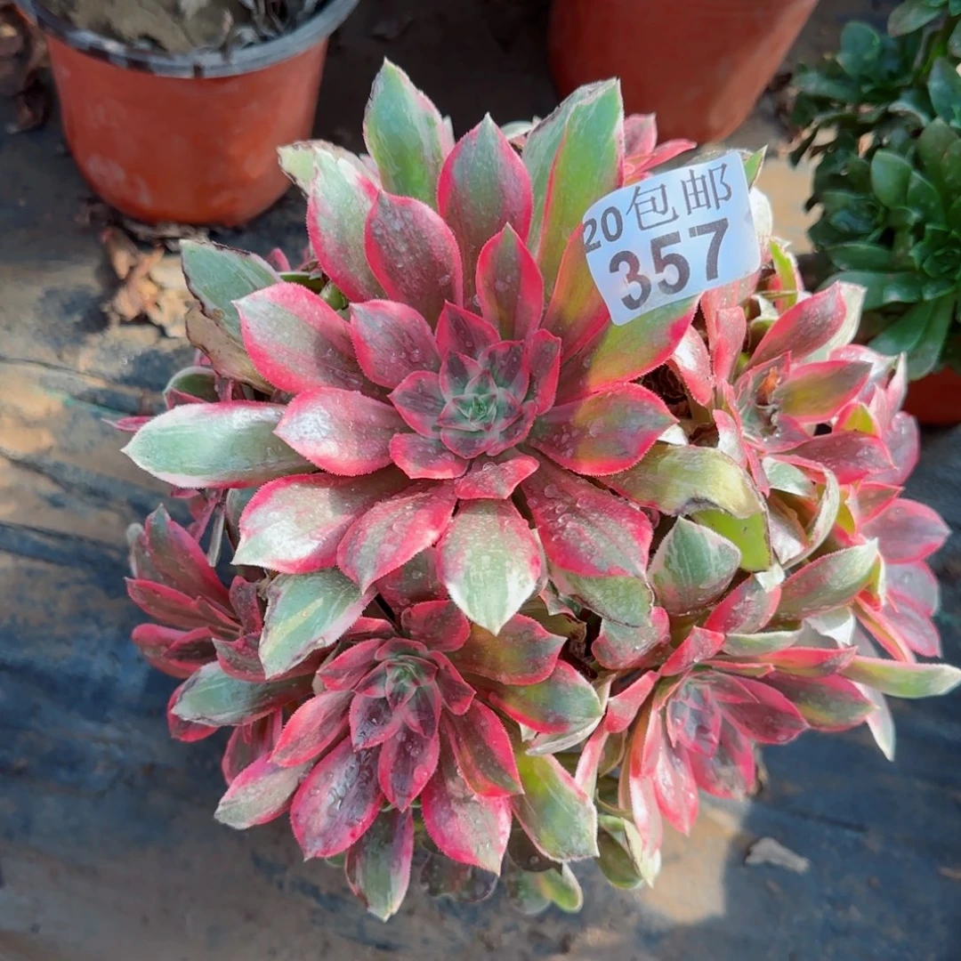 浣纱357满20包邮断枝不包