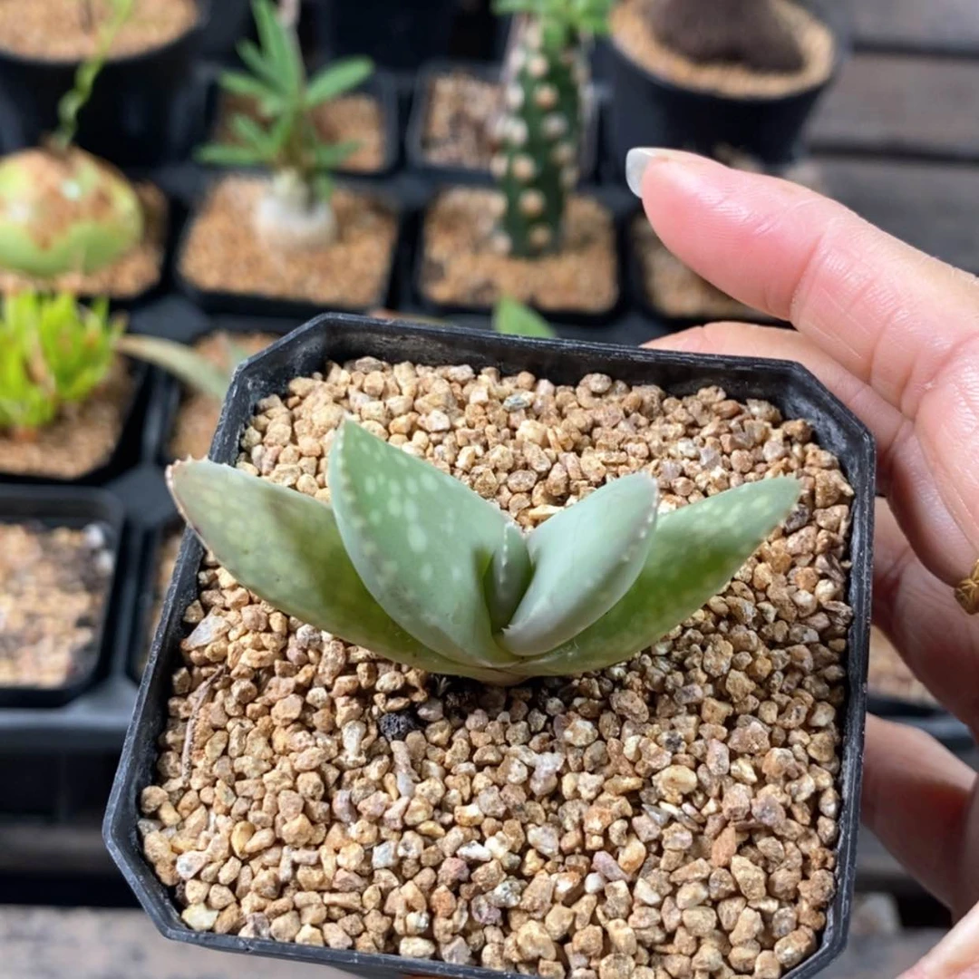 【闪购商品】佐法尔芦荟
