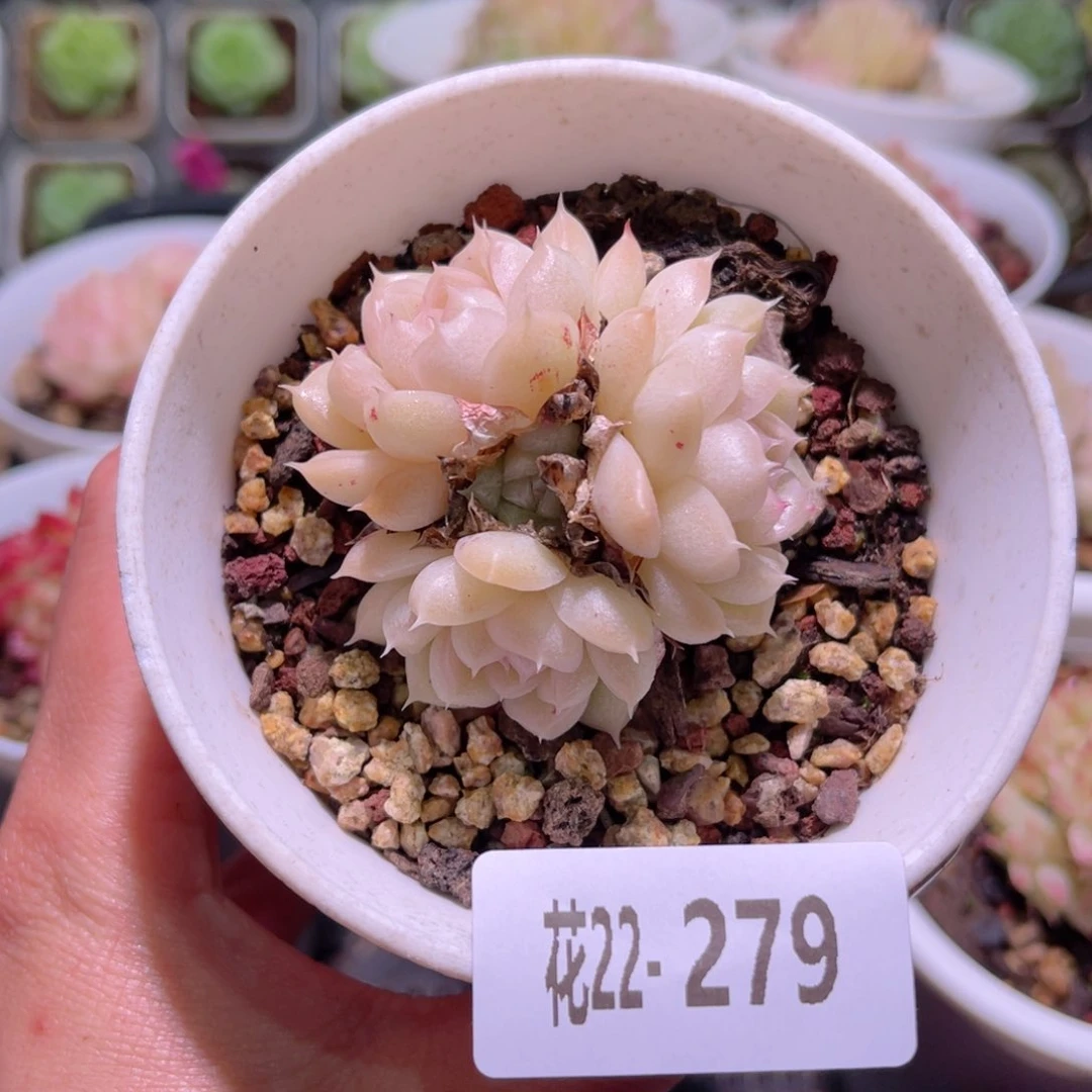 花利美22-279麦秆