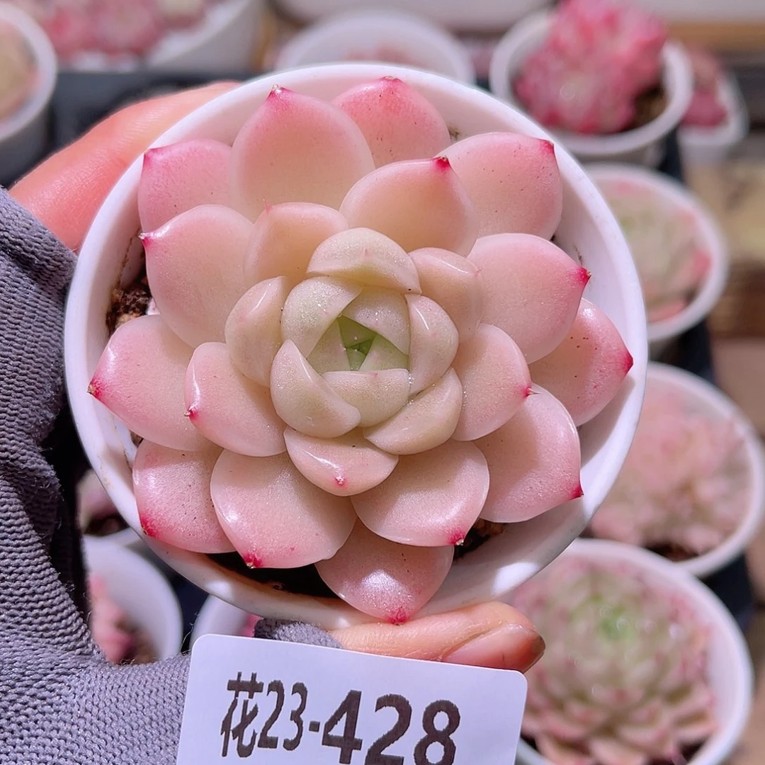 花23-428麦秆单头