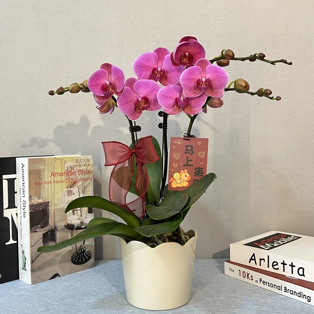 [玫瑰水晶]蝴蝶兰 室内鲜花绿植 长花期好养耐养 基地直发