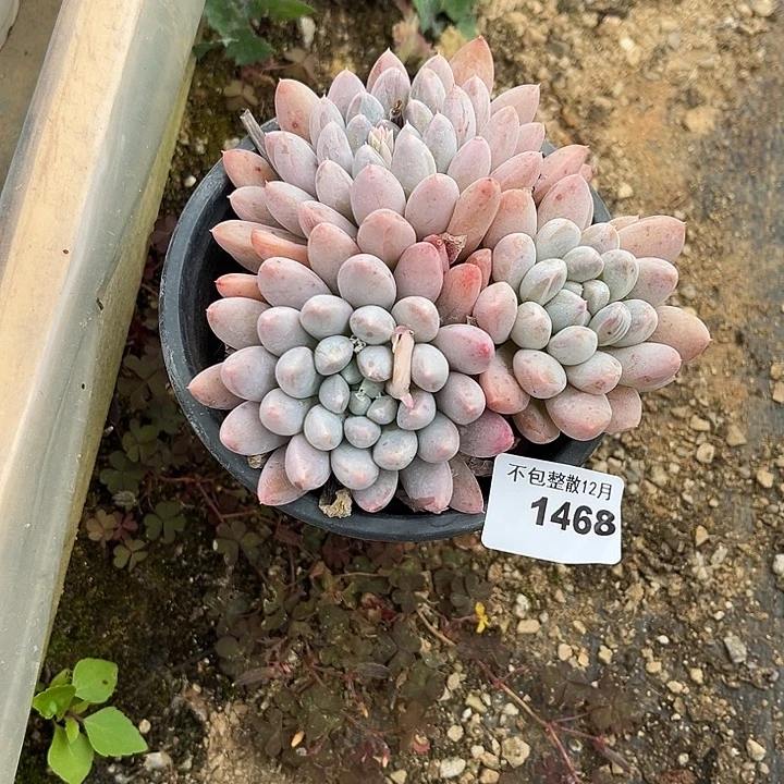 阿雅园艺。     1468