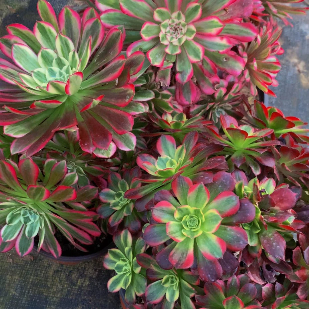 【闪购商品】锋****）495安娜红彤天河多肉