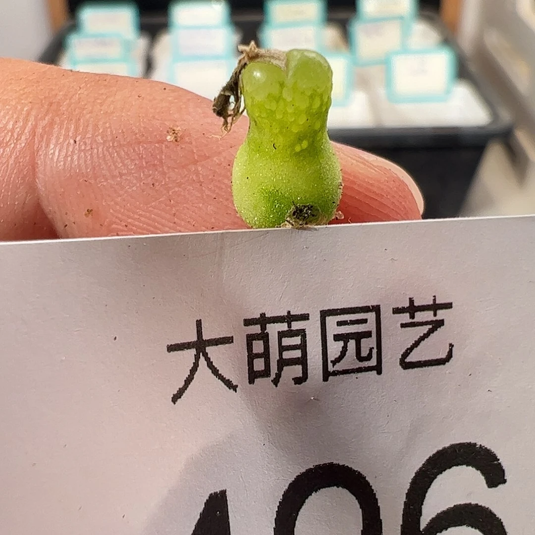 一物一拍。       496