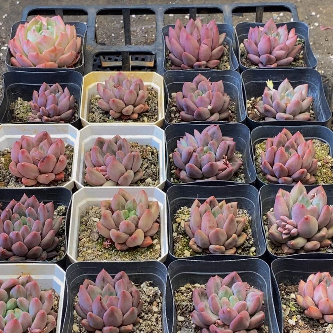 058多肉植物保护研究所
