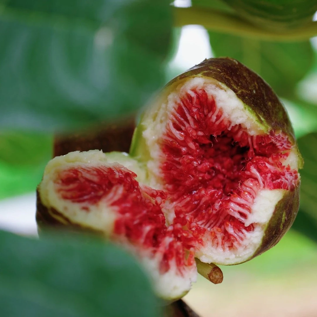 【爆品预售】云南“18°果缘”格莱斯无花果礼盒装