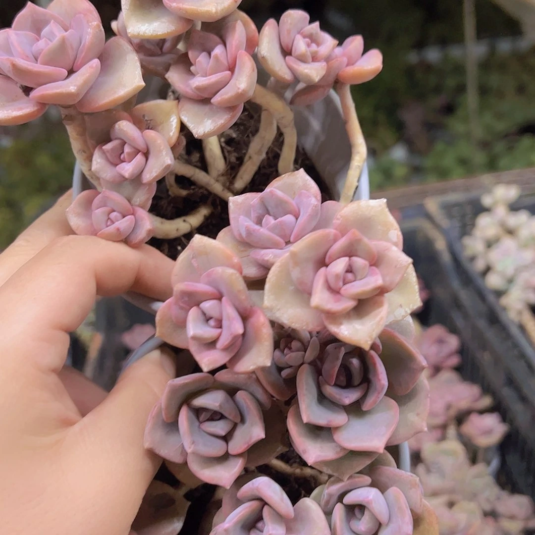 彩虹糖120杯两盆老桩