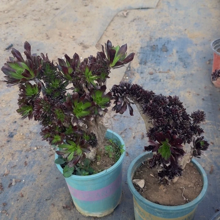 两颗特黑法师20号微瑕