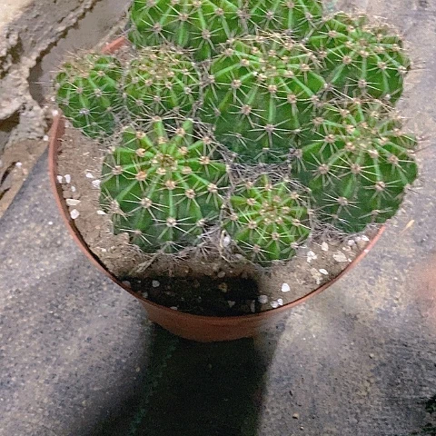 雨***！仙人掌彩草群0822