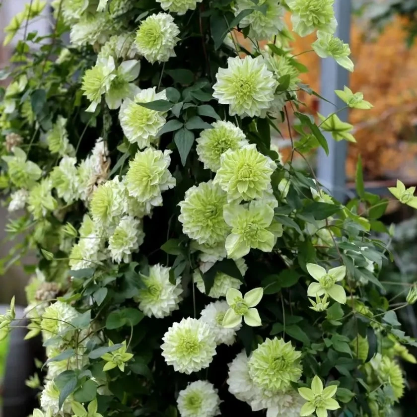 薄荷   (修剪打顶发货)