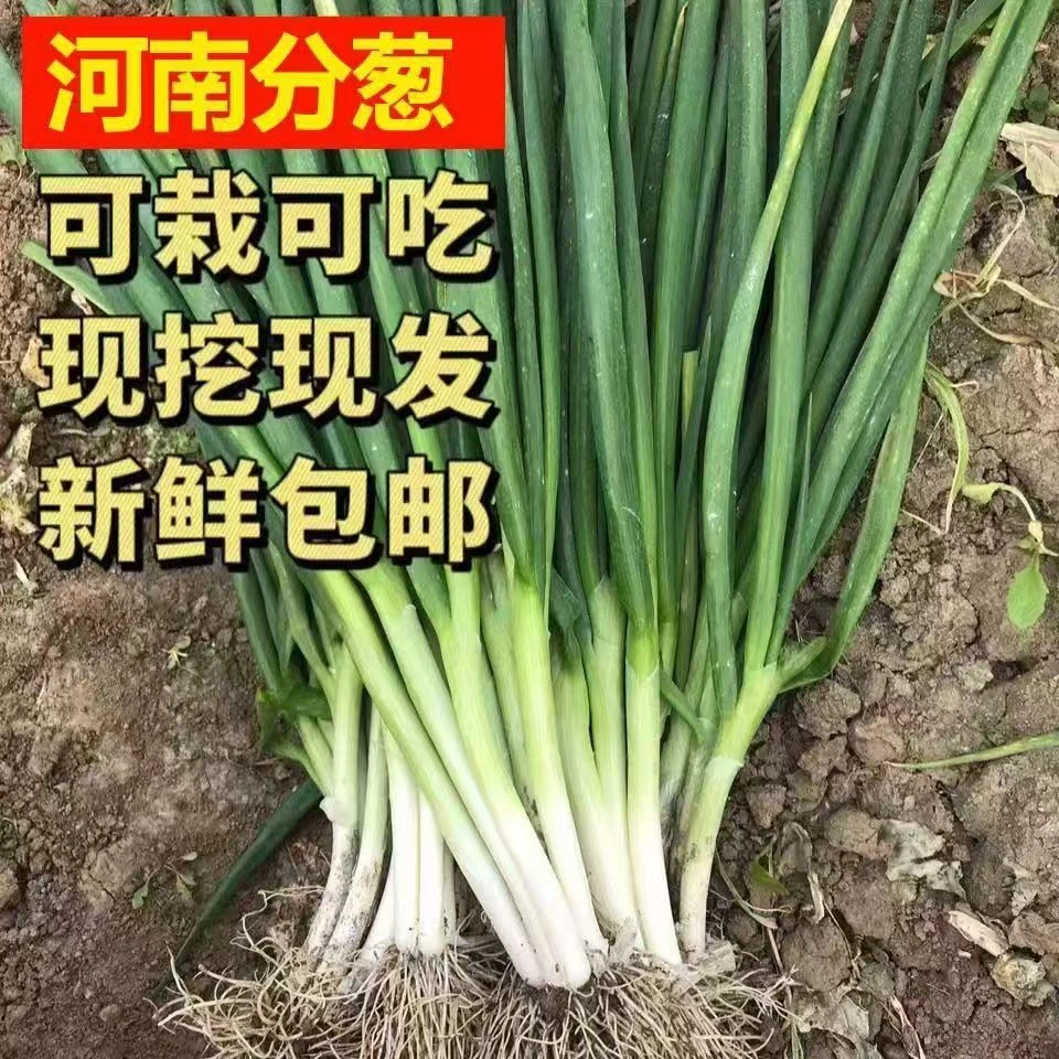 新鲜香葱分葱黄葱河南大葱一捆分葱香葱