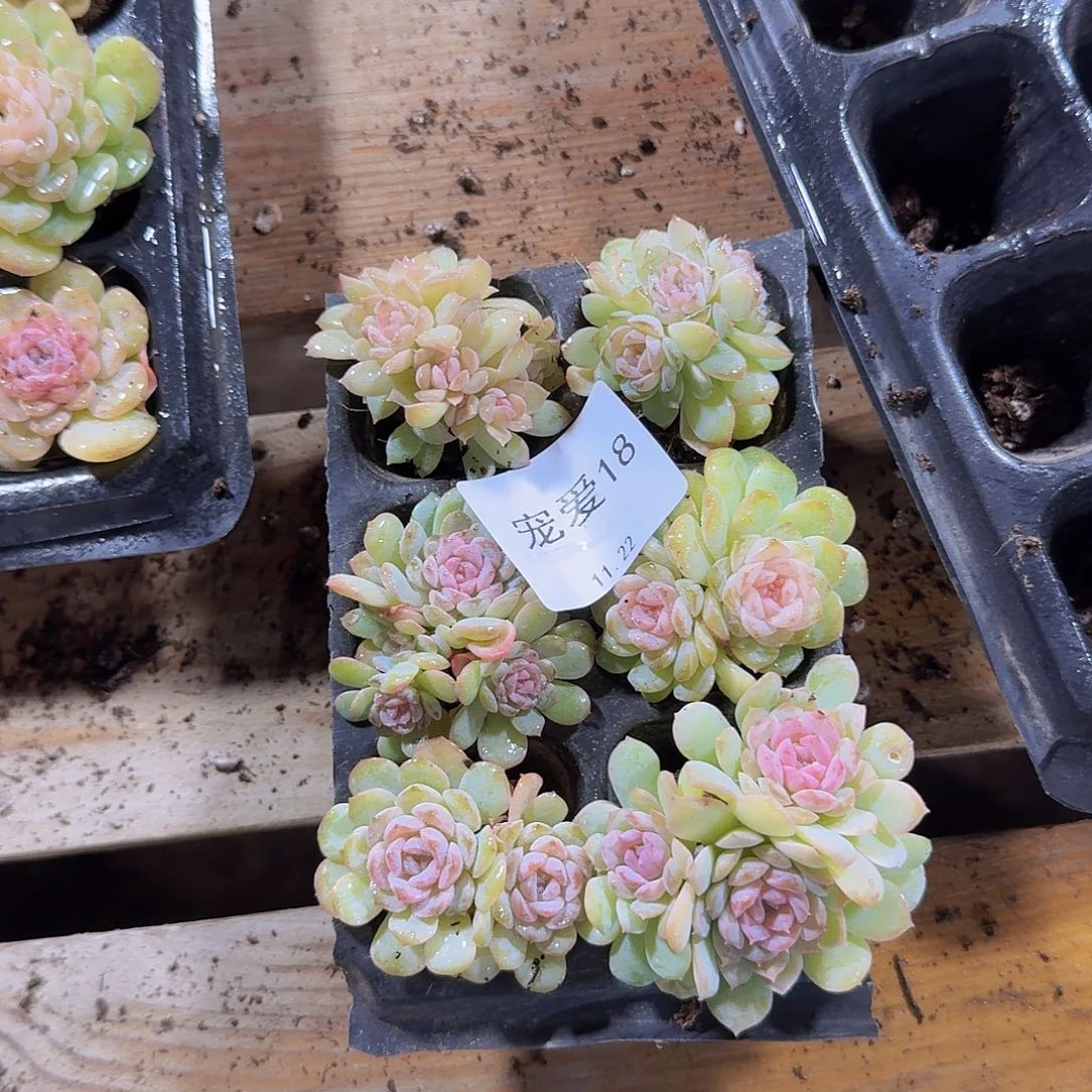 直播福利一物一拍18