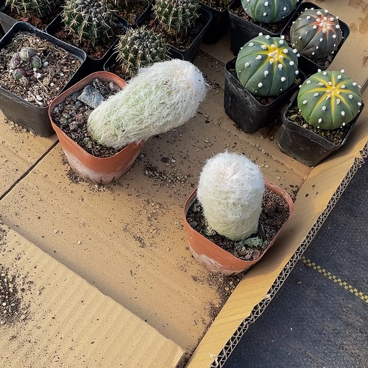 老头乐仙人球带盆土发