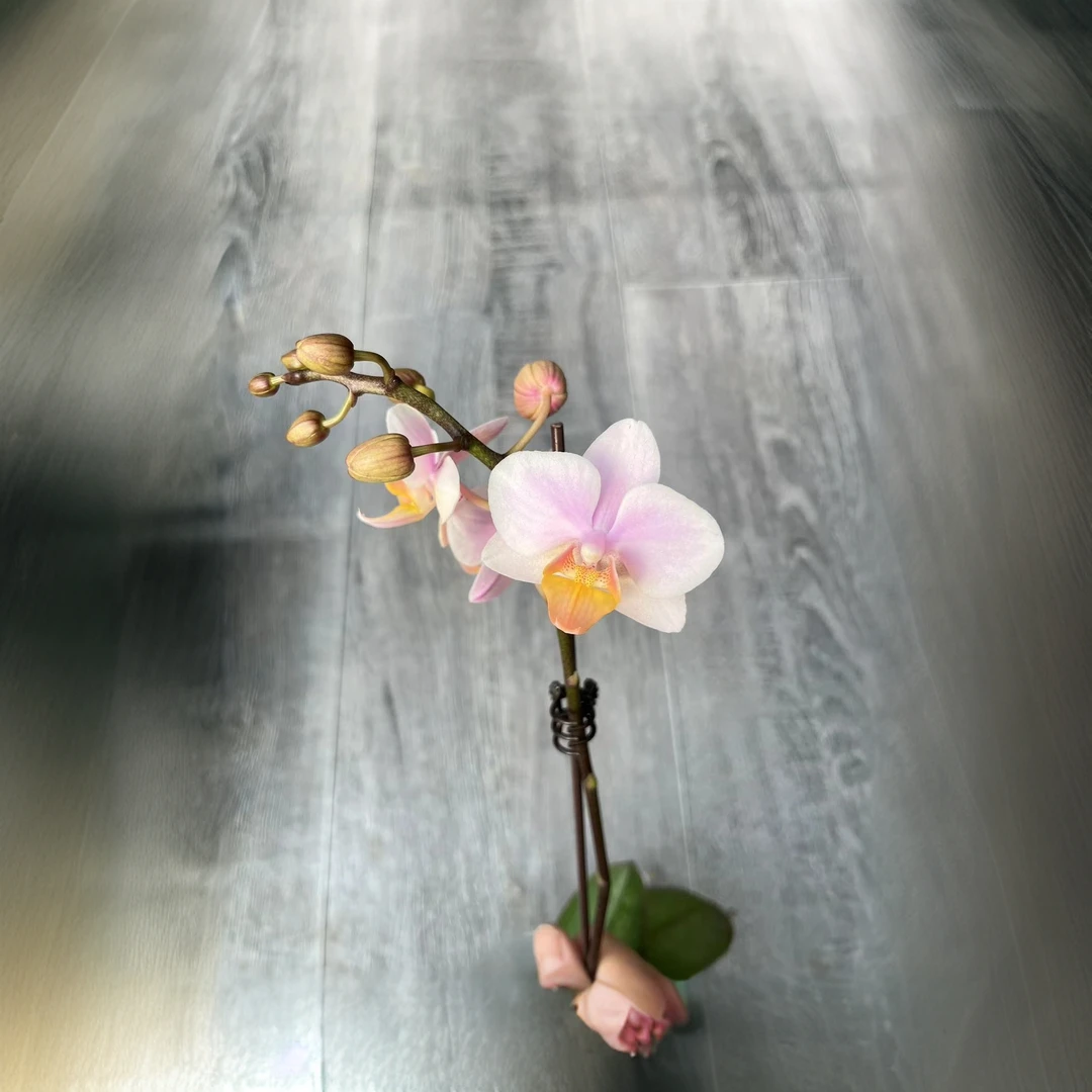 槟榔西施后代开花机器原生趣味蝴蝶兰【锦尚兰业】