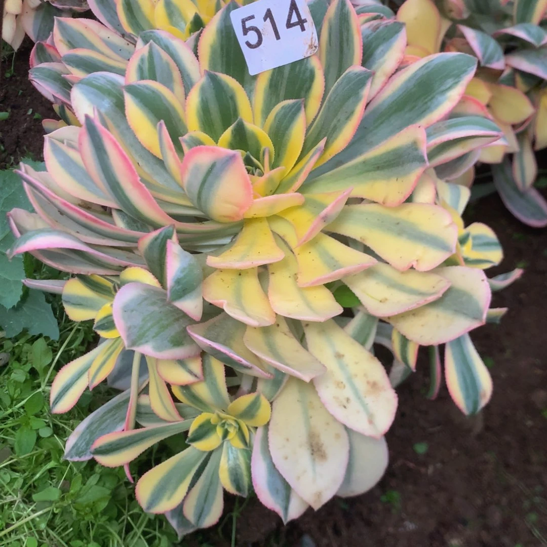 514灿烂多肉植物