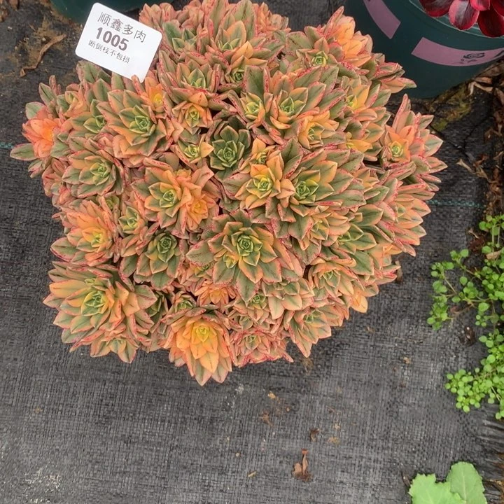 1005甜茶多肉植物
