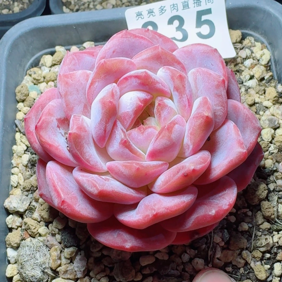 母本紫魄      愿你一路坦途，乘风破浪展宏图