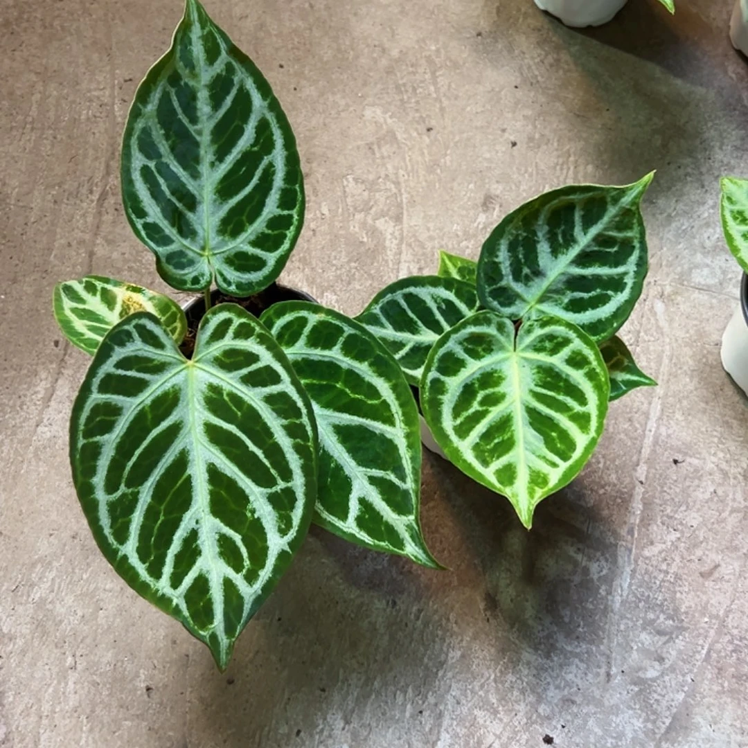 鹏***鹏完全开放一物一拍S145.146