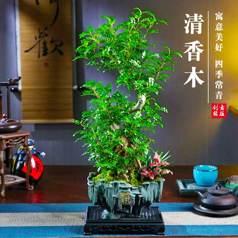 大s型老桩清香木花卉绿植盆栽好养四季常青客厅书房办公室