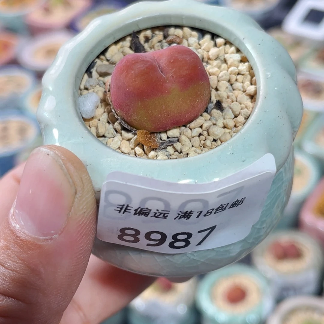 无花朵8987一物一拍 带盆 1430.5