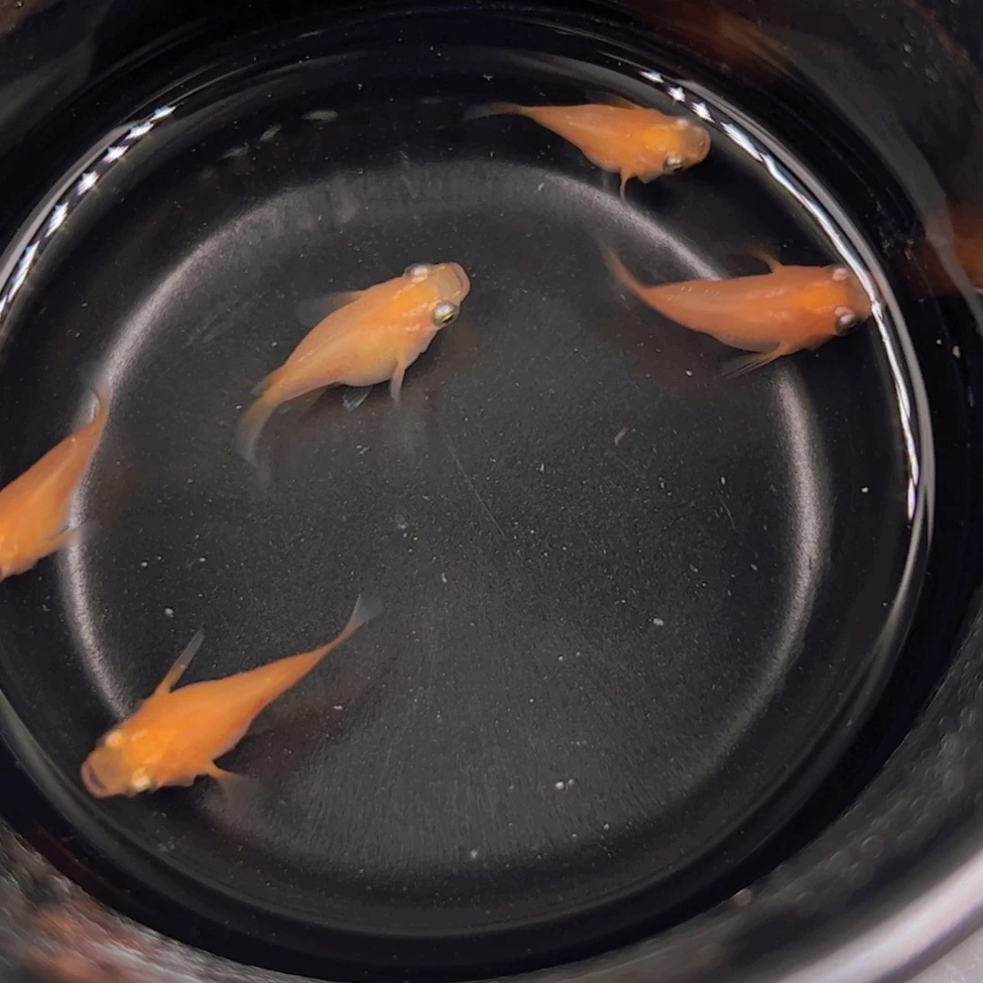 青鳉红球一碗24.9