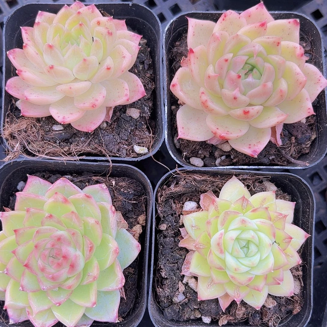 状态麦秆19包邮多肉植物仙人球旁边