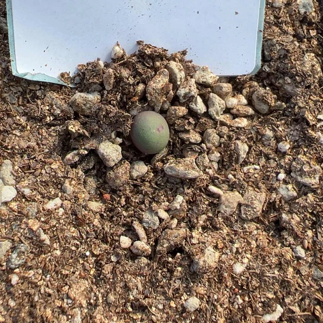 旁**多18-94肉锥多肉植物