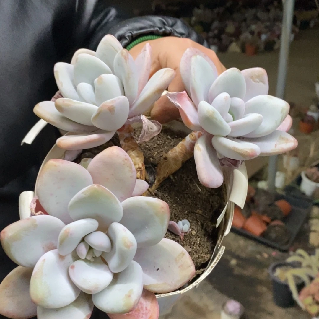 粉兔三头起发老桩，160杯