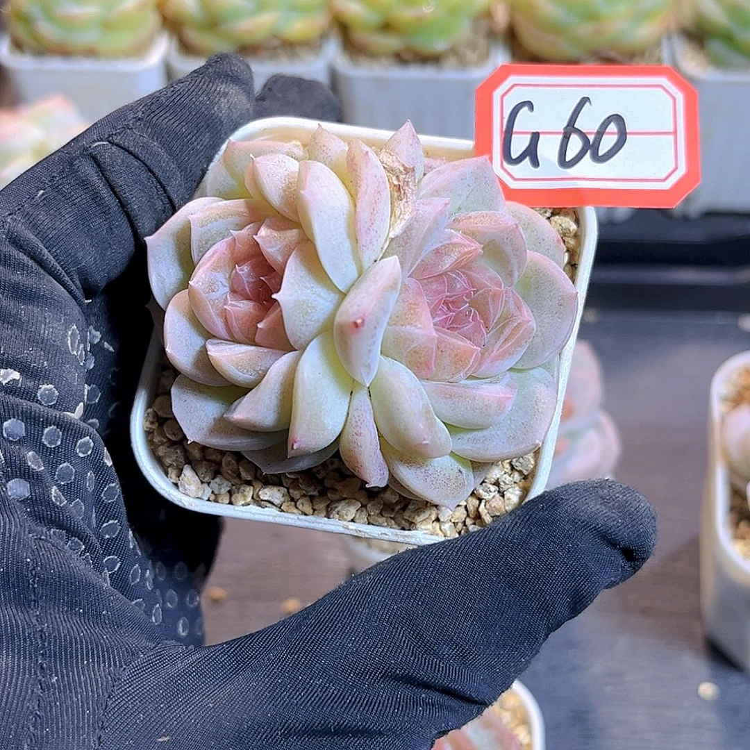 G60 一物一拍 冰岛