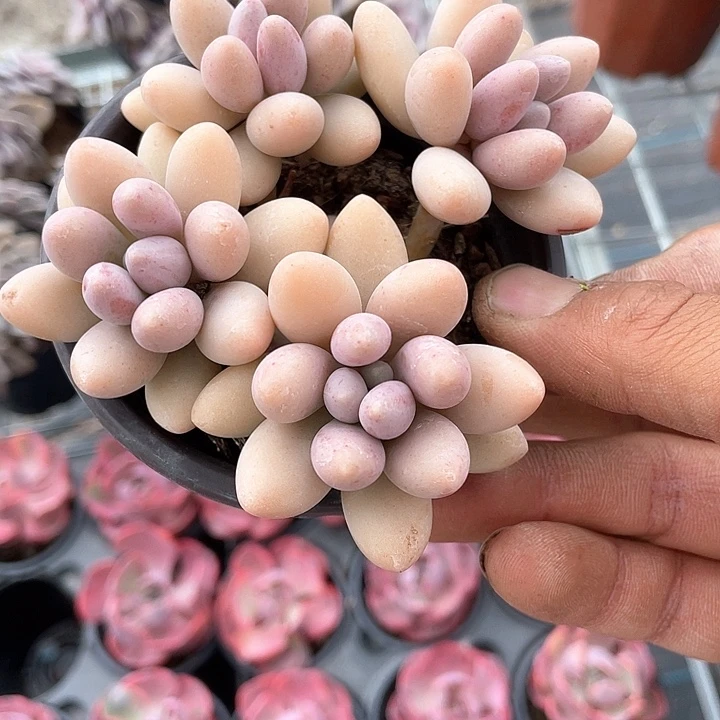 粉色恋人带盆发货