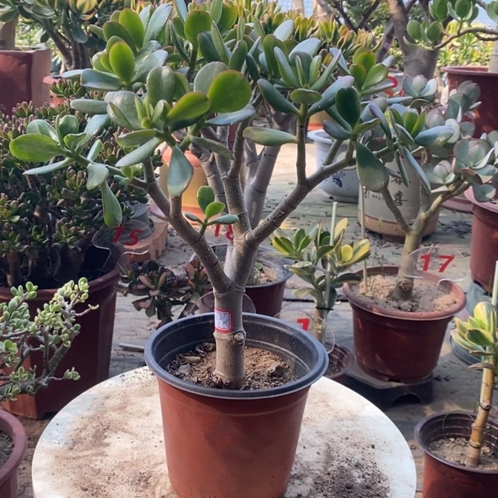 韩国紫叶一物一拍